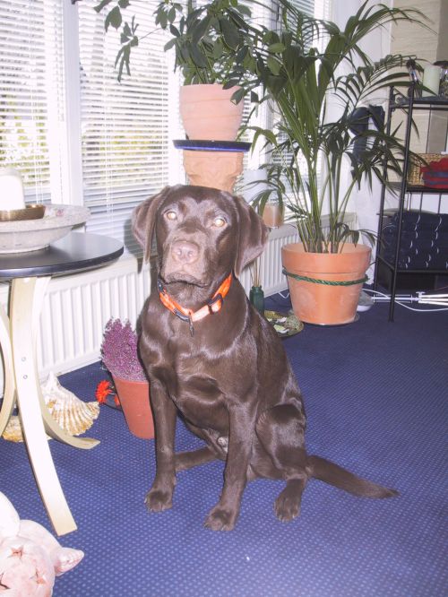balou.jpg